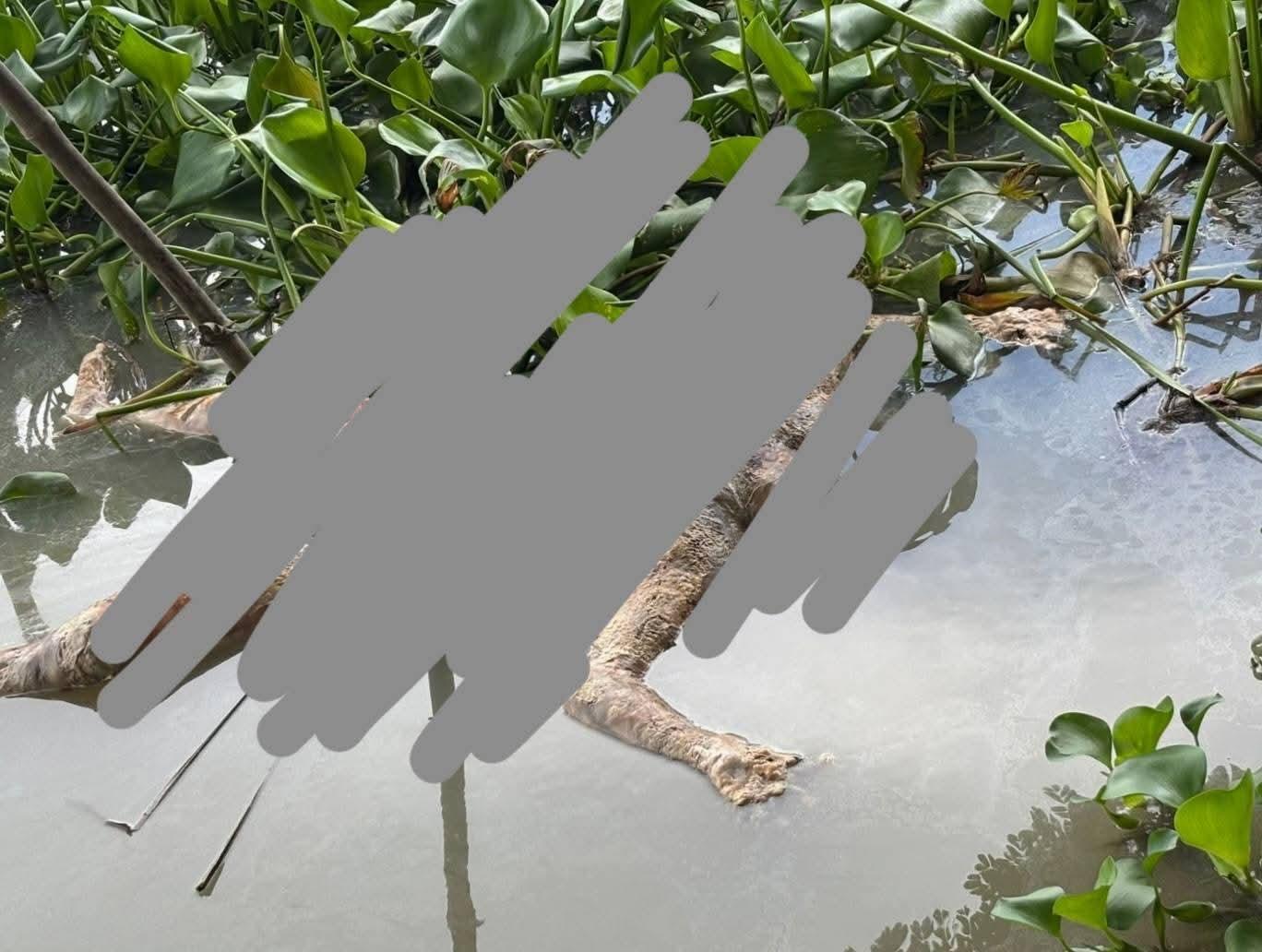 বাকেরগঞ্জে তুলাতলা নদী থেকে অজ্ঞাত নারীর লাশ উদ্ধার